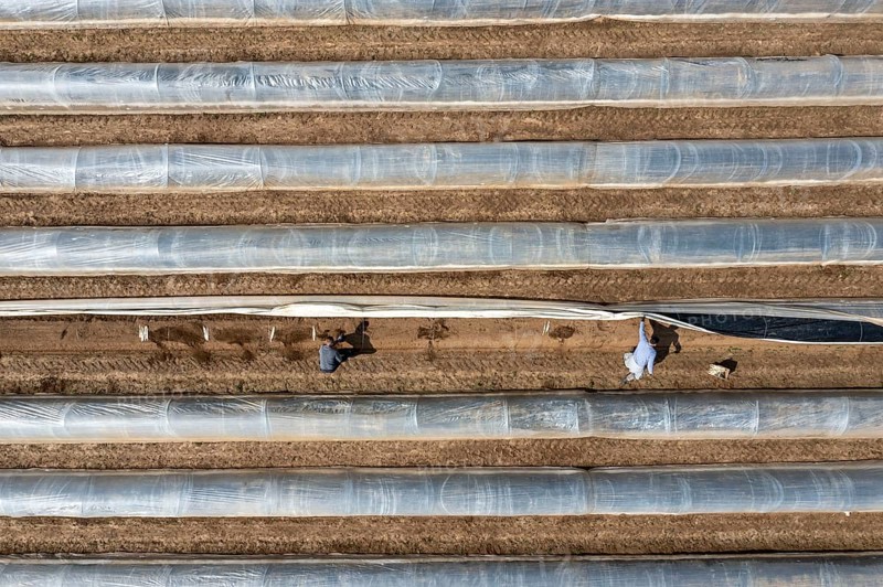 Asparagus harvest in the Rhineland, asparagus pickers at work in an asparagus field covered with plastic sheeting to allow the asparagus to grow better in the cold spring, Dormagen-Broich, North Rhine-Westphalia, Germany, Europe
