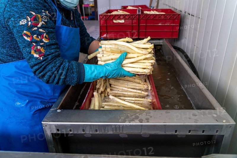 Asparagus farm, white asparagus is washed, cut and sorted by quality after harvesting, near Dormagen, Rhineland, North Rhine-Westphalia, Germany, Europe