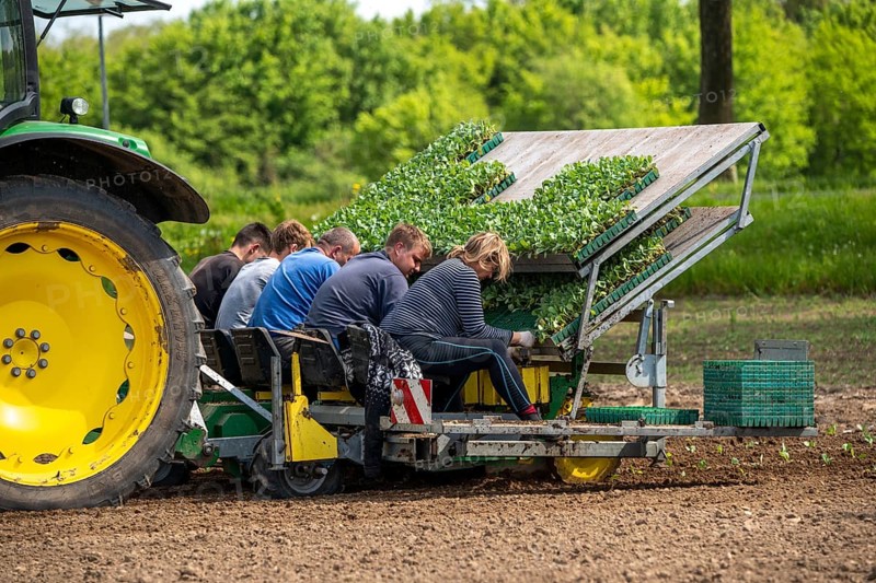 Cabbage, Kappes, is planted in a field, labourers put the young plants, with a bale of substrate, into the planting machine, pulled by a tractor North Rhine-Westphalia, Germany, Europe
