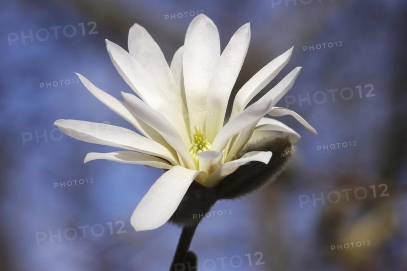 Beautiful blossom of the star magnolia, March, Germany, Europe
