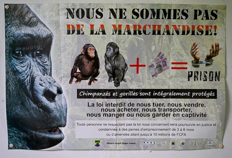Poster against wildlife trafficking in a ranger station, chimpanzees, Loango National Park, Parc National de Loango, Ogooué-Maritime Province, Gabon, Africa