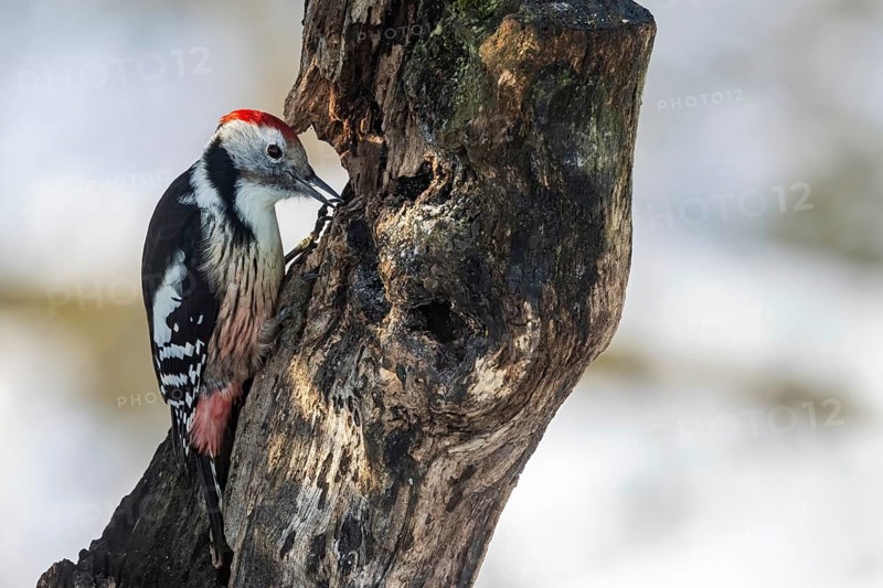 Middle spotted woodpecker (Leiopicus medius) on dead wood, Austria, Upper Austria, Europe