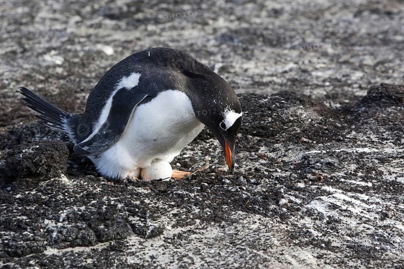 Gentoo penguin (Pygoscelis papua), on Sounders Island, Falkland Islands, Antarctica, egg, nest, brood, broods, Falkland Islands, Antarctica, South America
