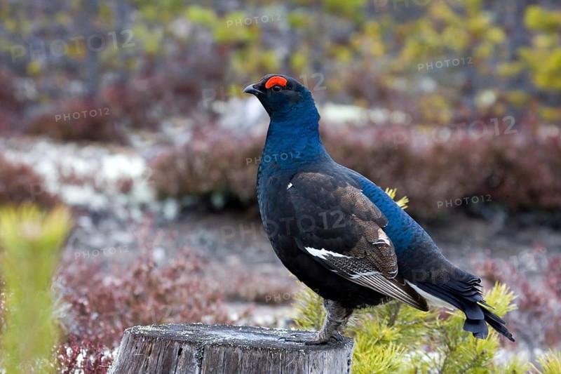 Black grouse, black grouse, courtship display, (Lyrurus tetrix), Sweden, Hamra, Hamra, Sweden, Europe