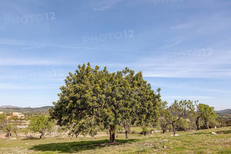 Holm oak (Quercus ilex), Majorca, Balearic Islands, Spain, Europe