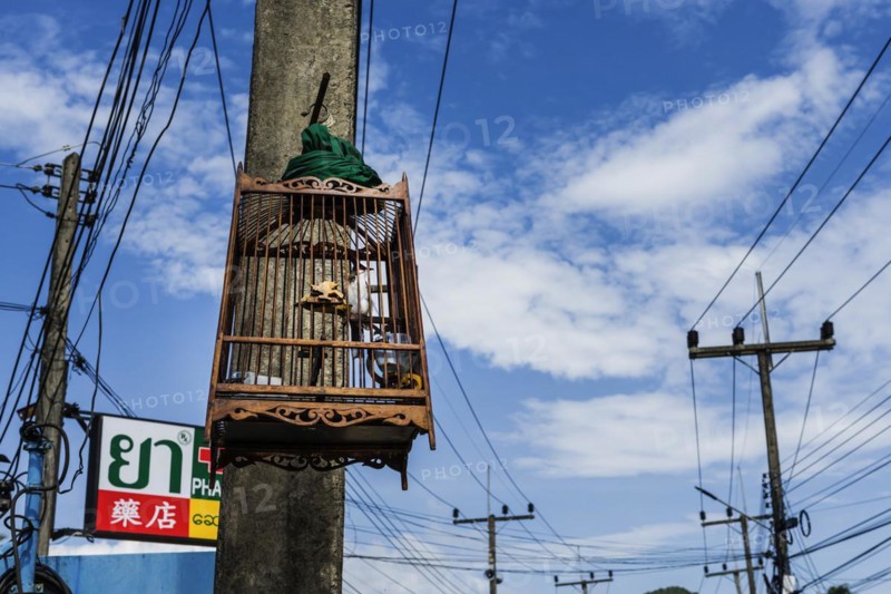 Street scene with bird cage on Koh Yai Noi, power pole cage, animal husbandry, animal cruelty, tropical, asian, law, Thailand, Asia