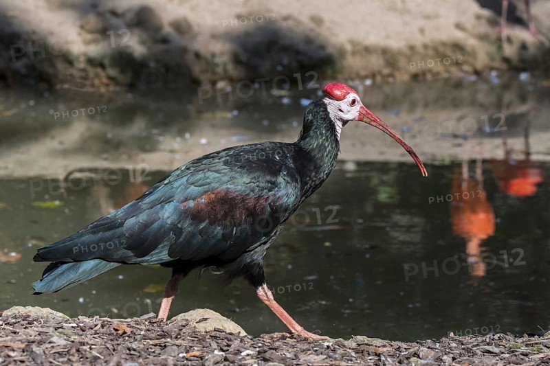 Southern bald ibis (Geronticus calvus, Tantalus calvus), wading bird native to southern Africa, in zoo, zoological garden