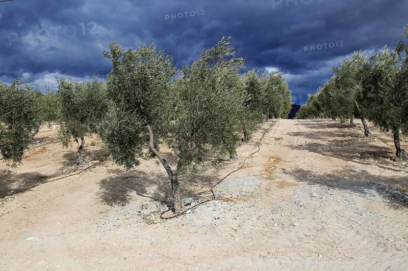 Landscape of dramatic storm clouds over olive trees, Uleila del Campo, Almeria, Spain, Europe