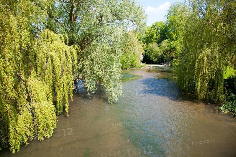 River Avon chalk river at Amesbury, Wiltshire, England overhanging willow tree branches
