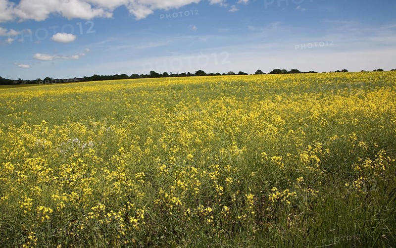 Yellow flowers of oil seed rape crop growing in a field, Suffolk, England, United Kingdom, Europe