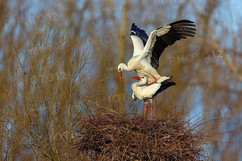 White stork (Ciconia ciconia), stork marriage, mating, copula, Altlu?heim, Germany, Europe