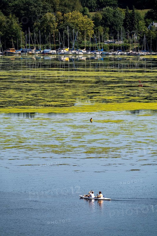 Green carpet of plants on Lake Baldeney in Essen, proliferating aquatic plant Elodea, waterweed, an invasive species, the fast-growing aquatic plant proliferates on large parts of the Ruhr reservoir, increased water temperatures accelerate growth, leisure boat traffic is severely impaired, water sports enthusiasts, the navigation channel is kept clear, Essen, North Rhine-Westphalia, Germany, Europe
