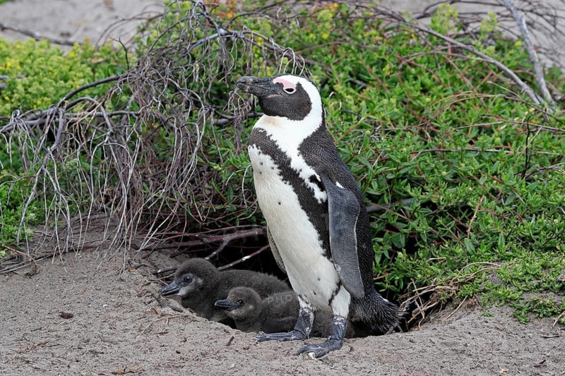African penguin (Spheniscus demersus), adult, with young, at breeding den, on land, Betty's Bay, Stony Point Nature Reserve, Western Cape, South Africa, Africa