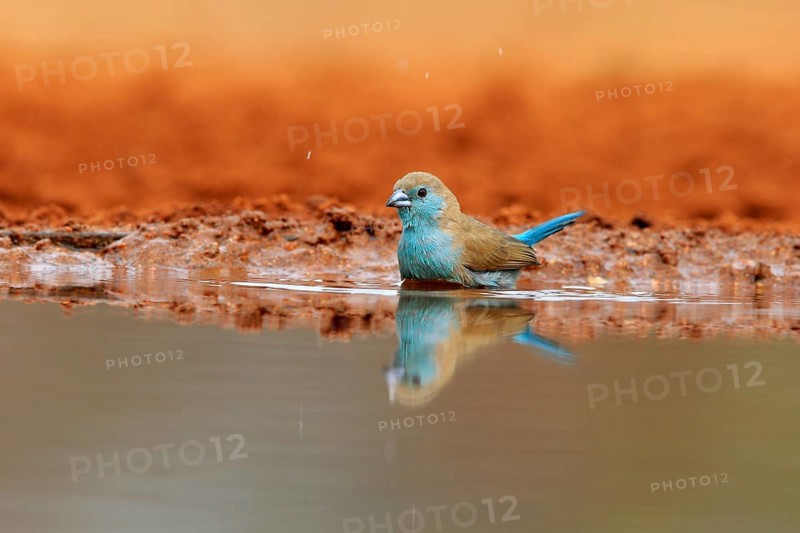 Angolan butterfly finch (Uraeginthus angolensis), blue-eared butterfly finch, adult, at the water, bathing, Kruger National Park, Kruger National Park, Krugerpark, South Africa, Africa