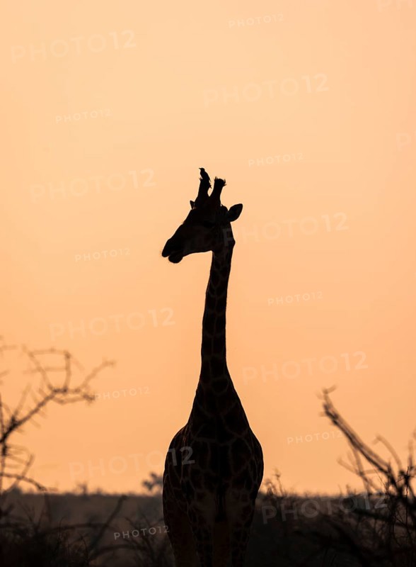 Southern giraffe (Giraffa giraffa giraffa) with oxpecker (Buphagus) on the horn, silhouette in the atmospheric dawn, Kruger National Park, South Africa, Africa