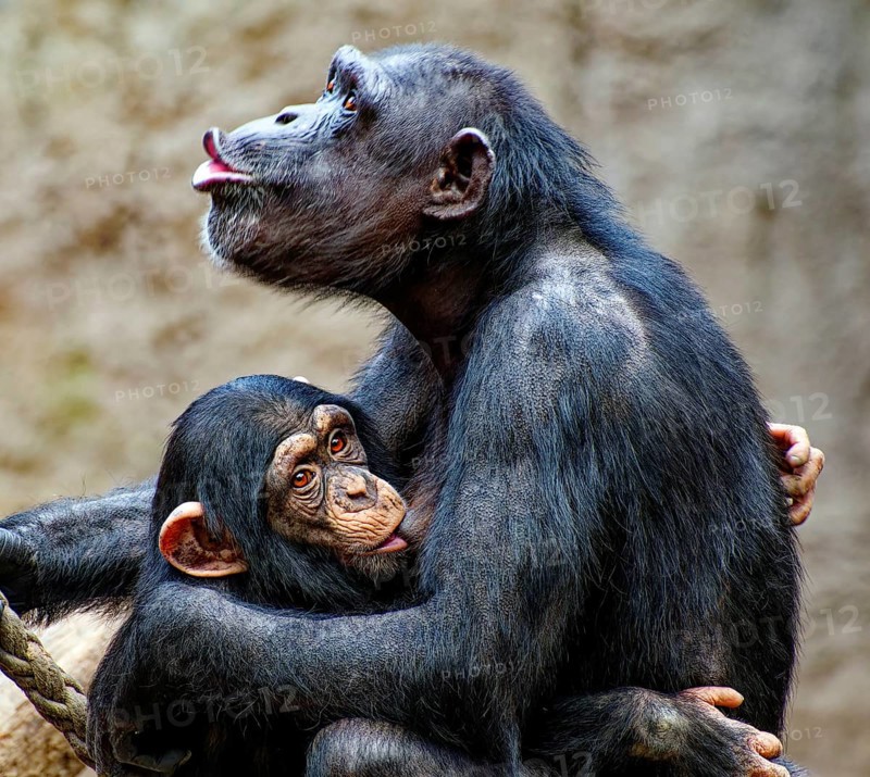 Animal portrait, excitedly calling western chimpanzee (Pan troglodytes verus) suckling its young, captive, distribution central and western Africa