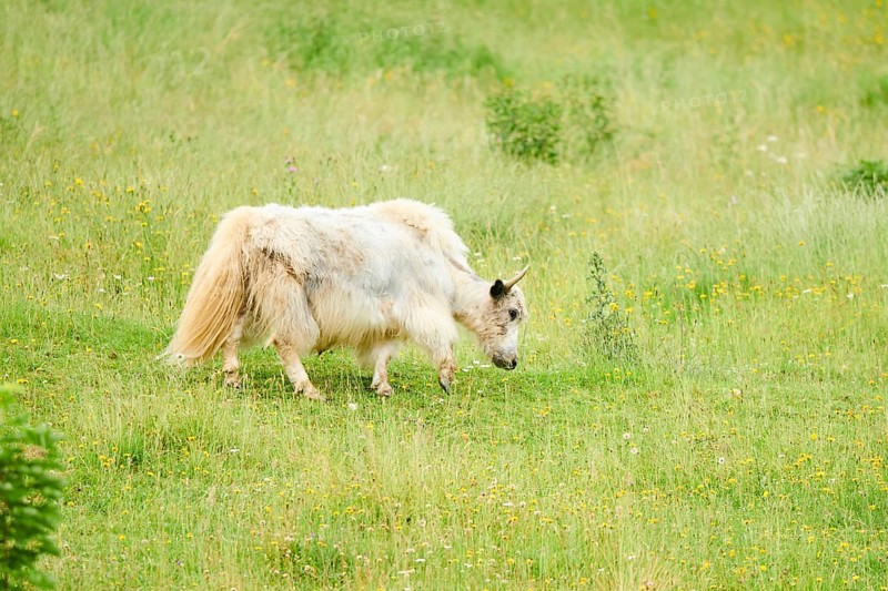 Wild yak (Bos mutus) standing on a meadow, tirol, Kitzbühel, Wildpark Aurach, Austria, Europe
