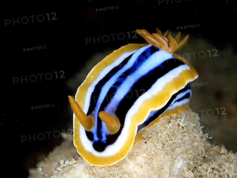 Pyjama star snail (Chromodoris quadricolor), dive site wreck of the Thistlegorm, Sinai, Egypt, Red Sea, Africa