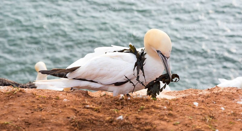 Northern gannet (Morus bassanus) (synonym: Sula bassana) sitting with algae as nesting material in its beak on red, earthy ground, sea in the background, gannet colony Lummenfelsen, Helgoland, North Sea, Schleswig-Holstein, Germany, Europe