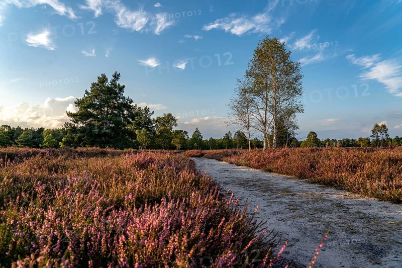 Osterheide, heather blossom of the broom heather, in the Lüneburg Heath nature reserve, Lower Saxony, Germany, Europe
