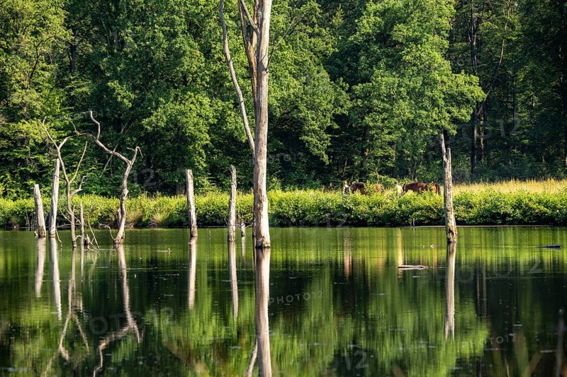 The Pfingstsee in the Kirchheller Heide, near the Heidhof, in the nature reserve Kirchheller Heide, created by subsidence caused by coal mining, Bottrop, dead trees, North Rhine-Westphalia, Germany, Europe