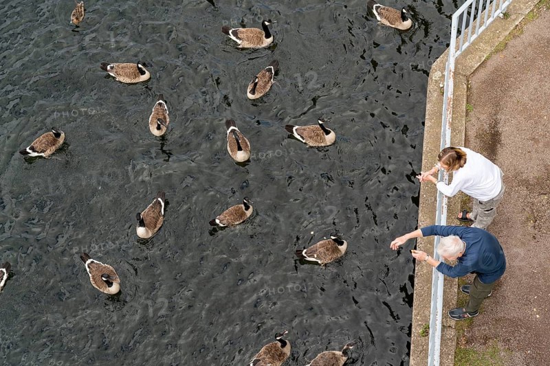 The Sechs-Seen-Platte, a local recreation area in the south of Duisburg, near the Wedau district, 6 former gravel pits, Canada geese on the Masurensee, being fed, North Rhine-Westphalia, Germany, Europe
