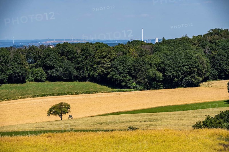 Elfringhauser Schweiz, city limits Hattingen Sprockhövel, single standing tree on a field, high seat, in the background the STEAG cogeneration plant Herne, North Rhine-Westphalia, Germany, Europe
