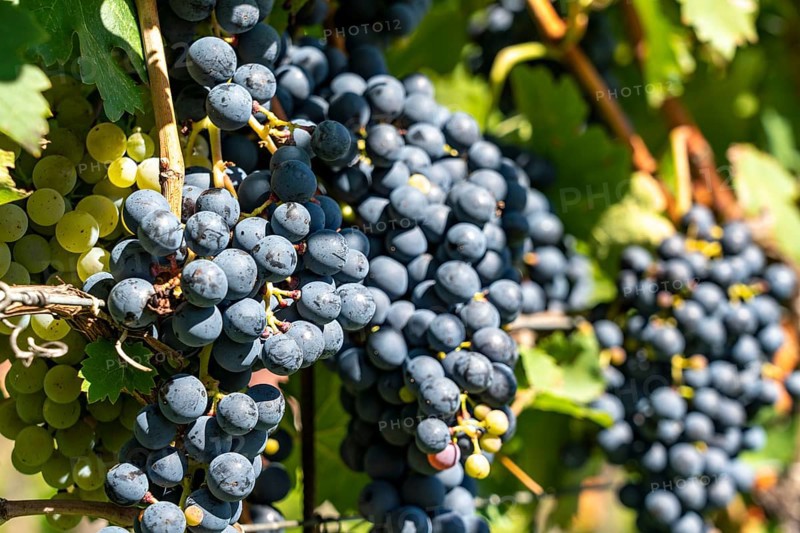 Wine-growing, in the Adige Valley, near the village of Caldaro on the Wine Road, red wine vines, South Tyrol, Italy, Europe
