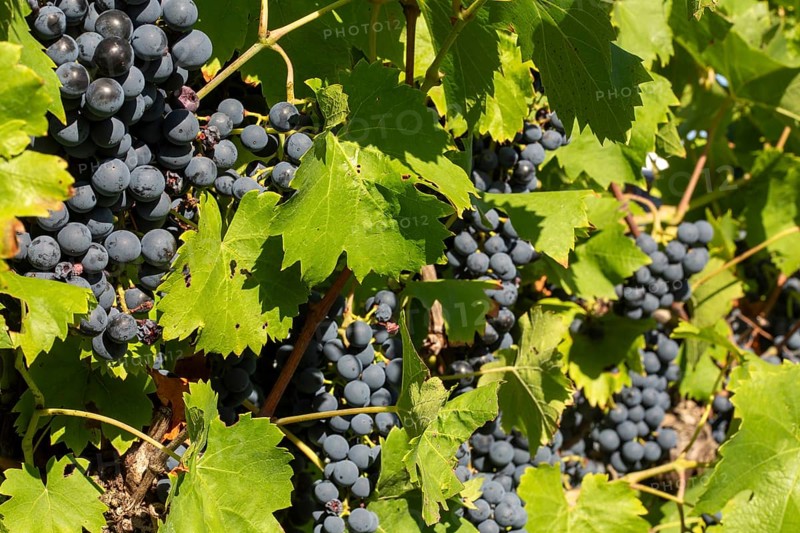 Ripe Dornfelder grapes in the Palatinate. The 2023 vintage is exceptionally good