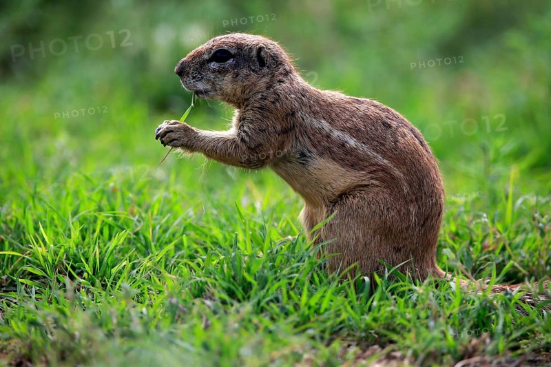 Cape ground squirrel (Xerus inauris), adult, alert, feeding, Mountain Zebra National Park, Eastern Cape, South Africa, Africa