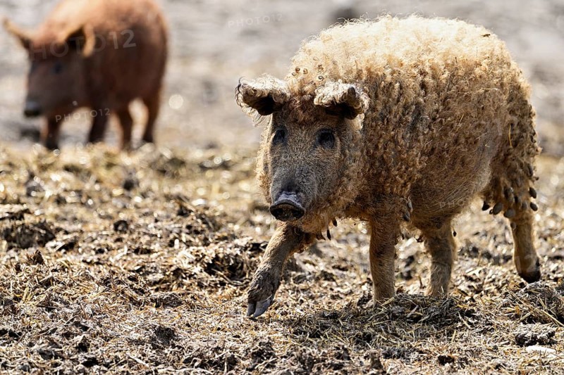Woolly pig or Mangalica pig, Hungary, Europe