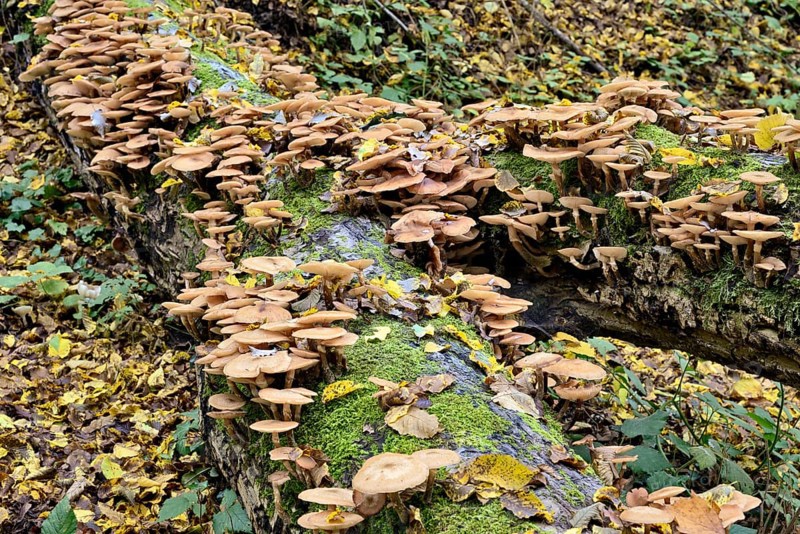 Lamellar fungi growing on a mossy deadwood, Dortebach valley, Moselle, Rhineland-Palatinate, Germany, Europe
