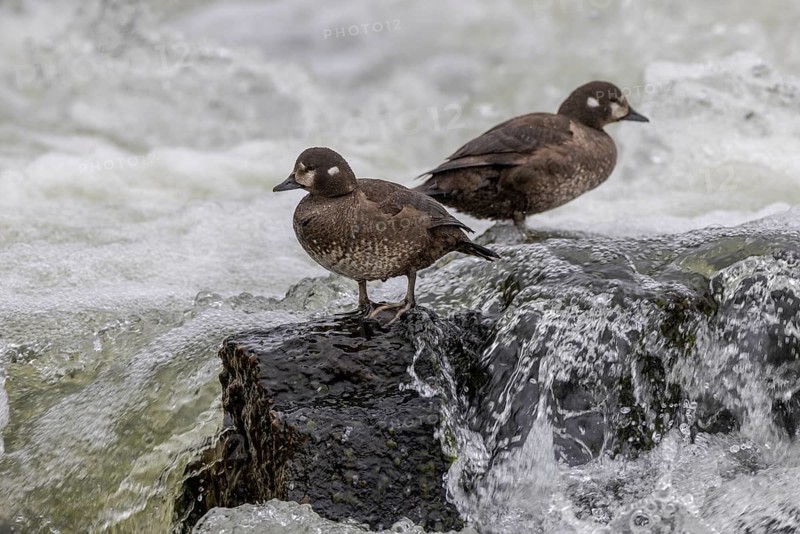 Harlequin duck (Histrionicus histrionicus), female, 2 specimens, on a stone in a raging river, Laxa River, Lake Myvatn, Iceland, Europe