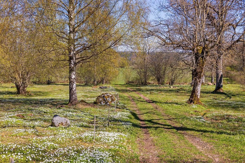 Idyllic meadow in a tree grove with flowering wood anemone (Anemone nemorosa) by a footpath a sunny spring, Sweden, Europe