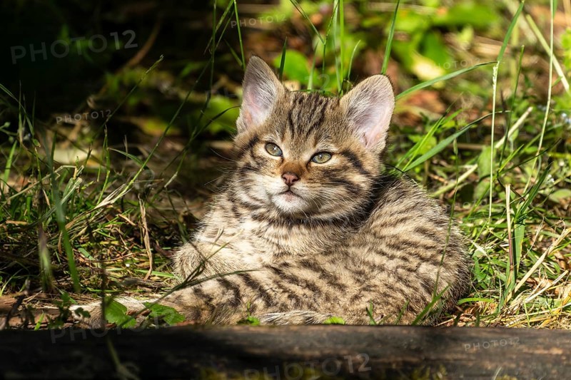 A tabby kitten sits in the forest on mossy ground, surrounded by grass and leaves, wildcat (Felis silvestris), kittens, Germany, Europe