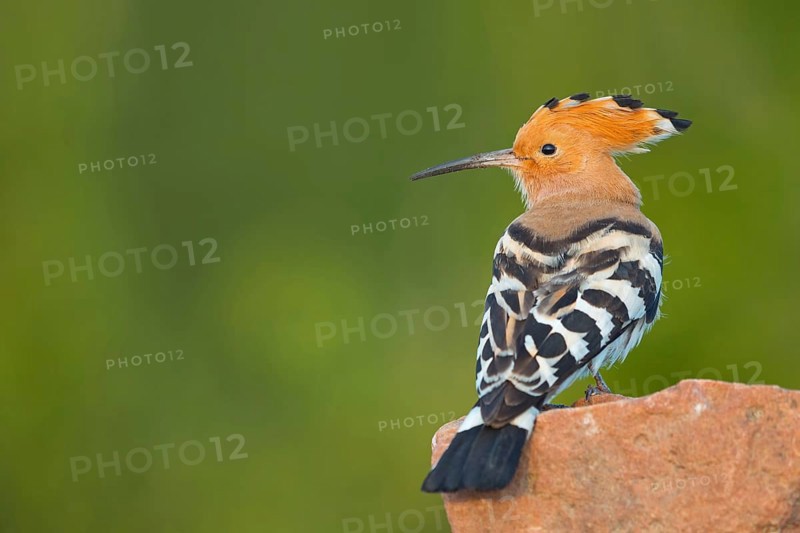 Hoopoe, (Upupa epops), on a perch, family Hoopoes, early raptors, Hides de El Taray / Lesser Kestrel Hide, Villafranca de los Caballeros, Castilla La Mancha / Toledo, Spain, Europe