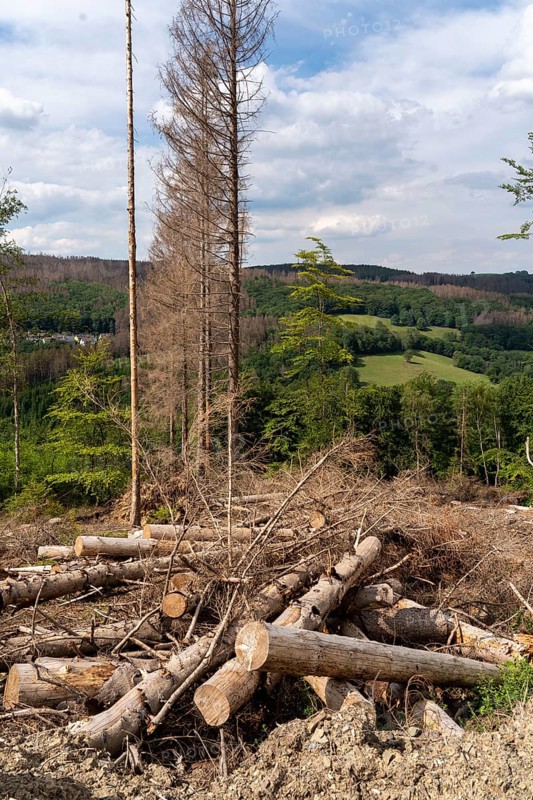 Forest dieback in Sauerland, north of Lüdenscheid, cleared area, diseased trees, over 70 per cent of the spruce trees are diseased, damaged, mostly by the bark beetle, which was able to spread due to drought and heat, climate change, attempts are being made to adapt the forest to climate change by replanting other tree species, North Rhine-Westphalia, Germany, Europe