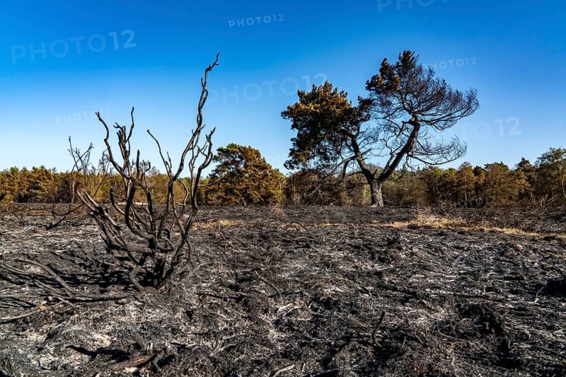 Consequences of a forest fire in the German-Dutch border region near Niederkrüchten-Elmpt, in the nature reserve De Meinweg, Netherlands