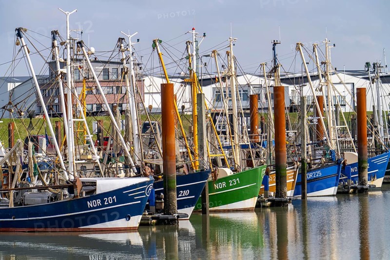 Fishing boats, shrimp boats in the harbour of Norddeich, Lower Saxony, Germany, Europe