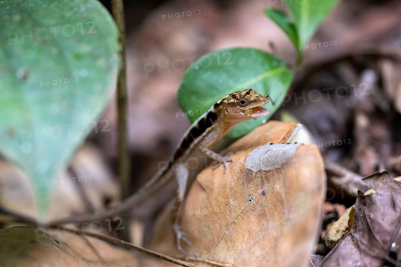Anolis (Anolis) eating, sitting on a leaf, Carara National Park, Tarcoles, Puntarenas Province, Costa Rica, Central America