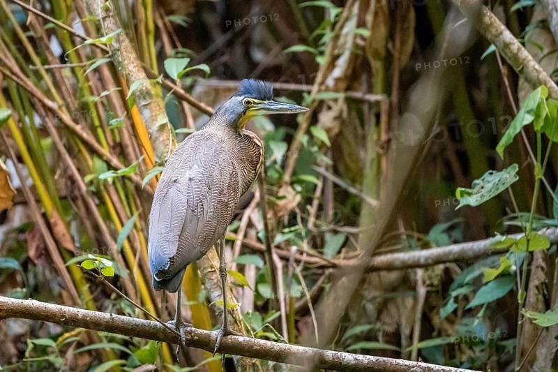 Bare-throated tiger heron (Tigrisoma mexicanum), adult, with erect head feathers, sitting on a branch in the rainforest, Corcovado National Park, Osa, Puntarena Province, Costa Rica, Central America