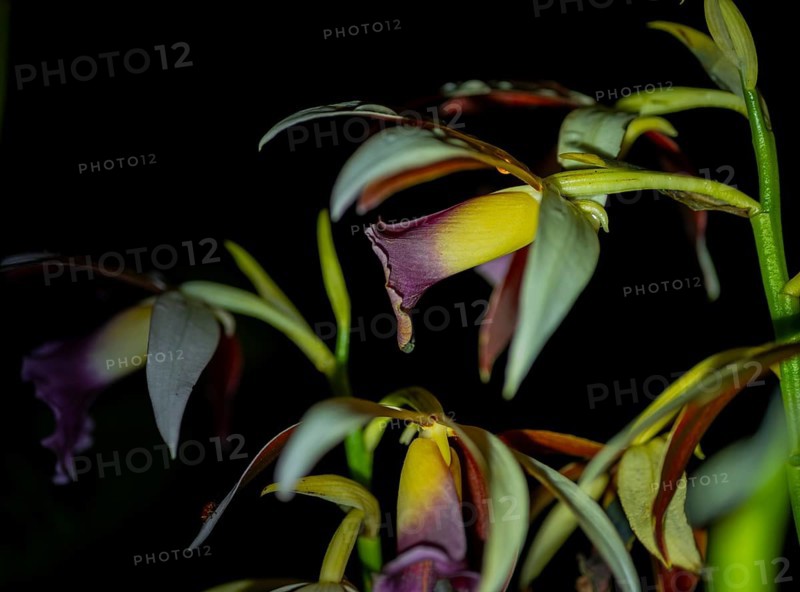 Flowering of a marsh orchid (Phaius tankervilleae) at night, at night in the tropical rainforest, Refugio Nacional de Vida Silvestre Mixto Bosque Alegre, Alajuela province, Costa Rica, Central America