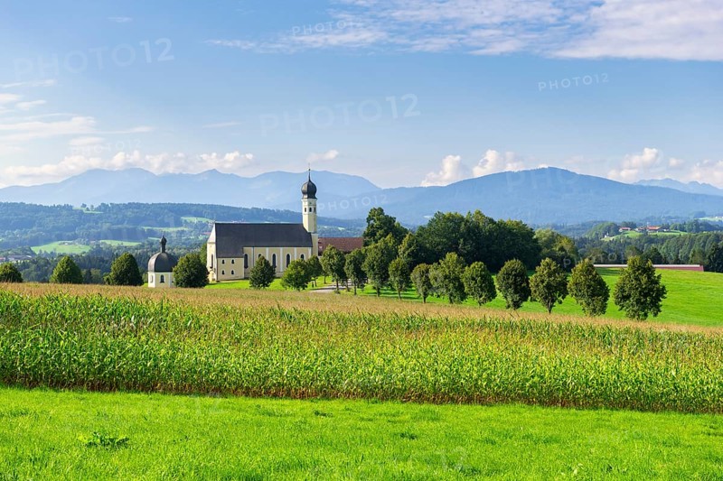 Pilgrimage church of St Marinus and Anian in Wilparting, cornfield, avenue, meadow, municipality of Irschenberg, Oberland, Upper Bavaria, Bavaria, Germany, Europe