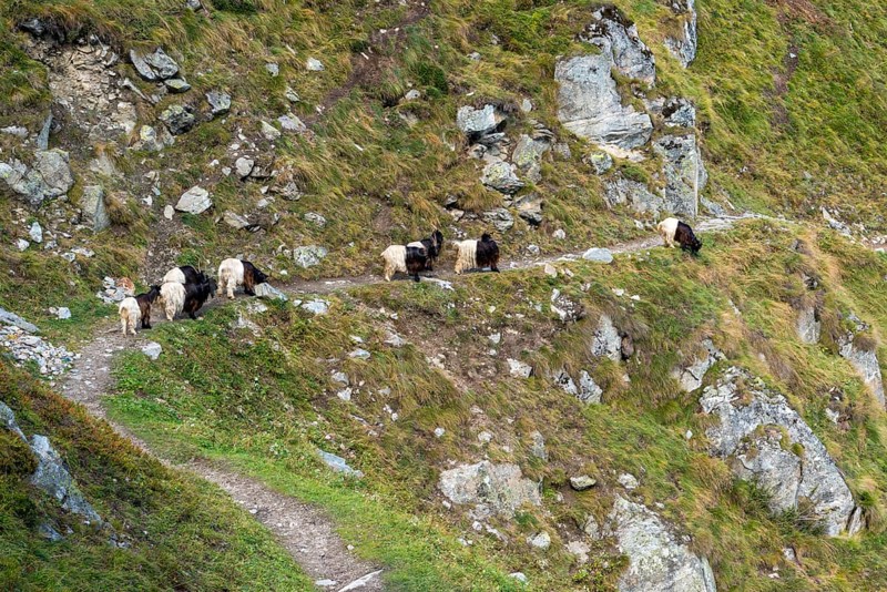 Hiking trail with herd of goats, hiking, hiking trail, tourism, mountain hike, Aletsch Arena, Valais, Switzerland, Europe