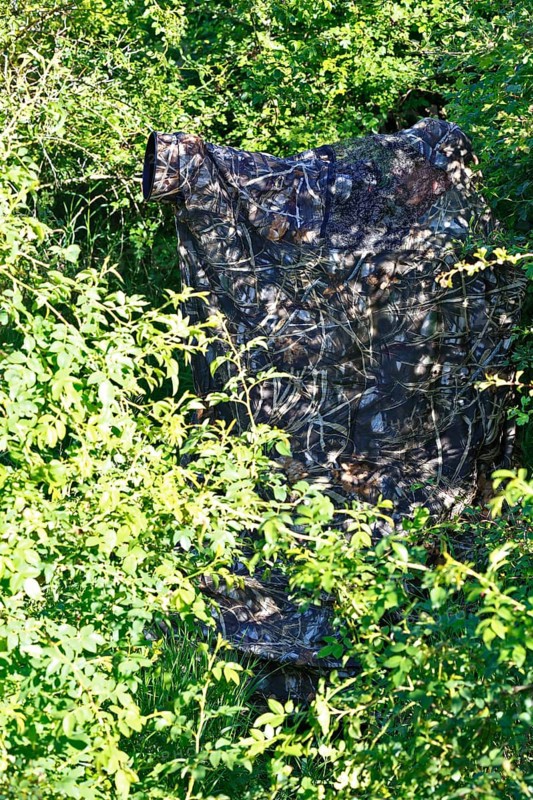 Nature photographer in camouflage at work, camouflage net in a dense bush surrounded by green foliage that naturally integrates it, Salzlandkreis, Saxony-Anhalt, Germany, Europe