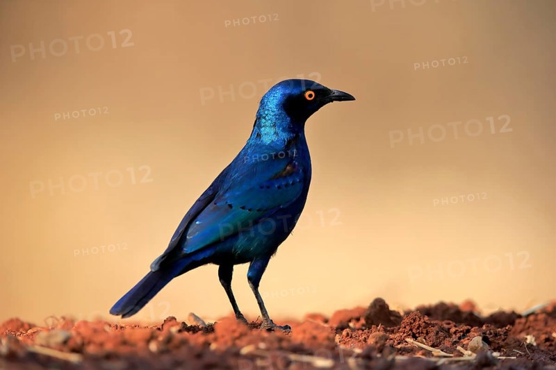 Red-shouldered Glossy Starling (Lamprotornis nitens), adult, at the water, alert, Kruger National Park, Kruger National Park, Kruger National Park South Africa