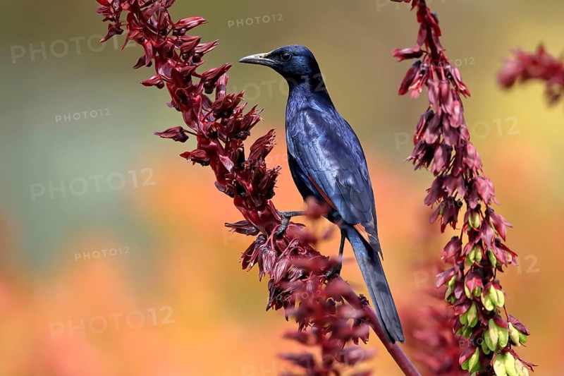 Red-winged starling (Onychognathus morio), adult, male, foraging, on honeybush (Melianthus major), Kirstenbosch Botanical Gardens, Cape Town, South Africa, Africa