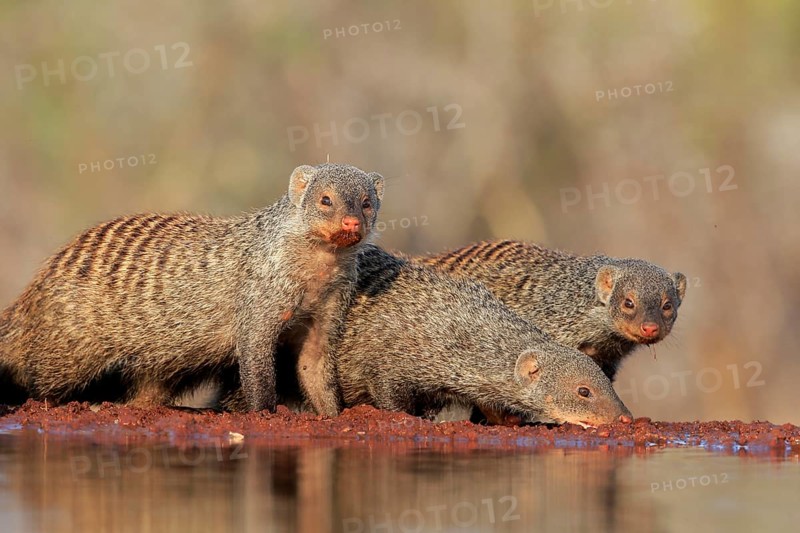 Zebra mongoose (Mungos mungo), adult, group, at the water, drinking, Kruger National Park, Kruger National Park, Kruger National Park South Africa