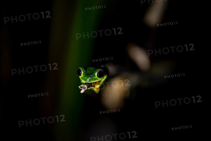 Red-eyed tree frog (Agalychnis callidryas), sitting on a branch, at night in the tropical rainforest, Puntarenas province, Costa Rica, Central America
