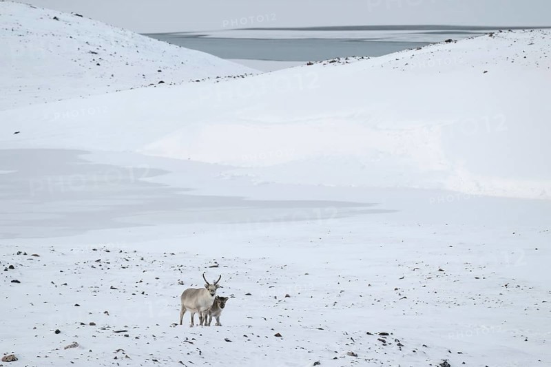 Spitsbergen reindeer with calf in a wintery snowy landscape, Snaddvika Bay, Murchisonfjord, Svalbard and Jan Mayen archipelago, Norway, Europe